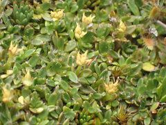 Actinotus novae-zelandiae