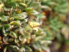 Actinotus novae-zelandiae