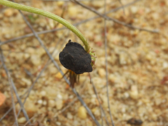 Eurygaster hottentotta
