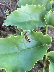 Dichroplus vittigerum