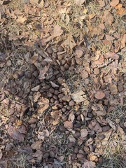 Capreolinae