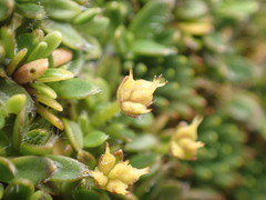Actinotus novae-zelandiae