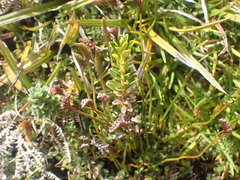 Schizaea australis
