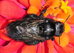 Xylocopa cubaecola