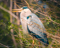 Ardea cinerea