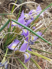 Iris unguicularis syriaca