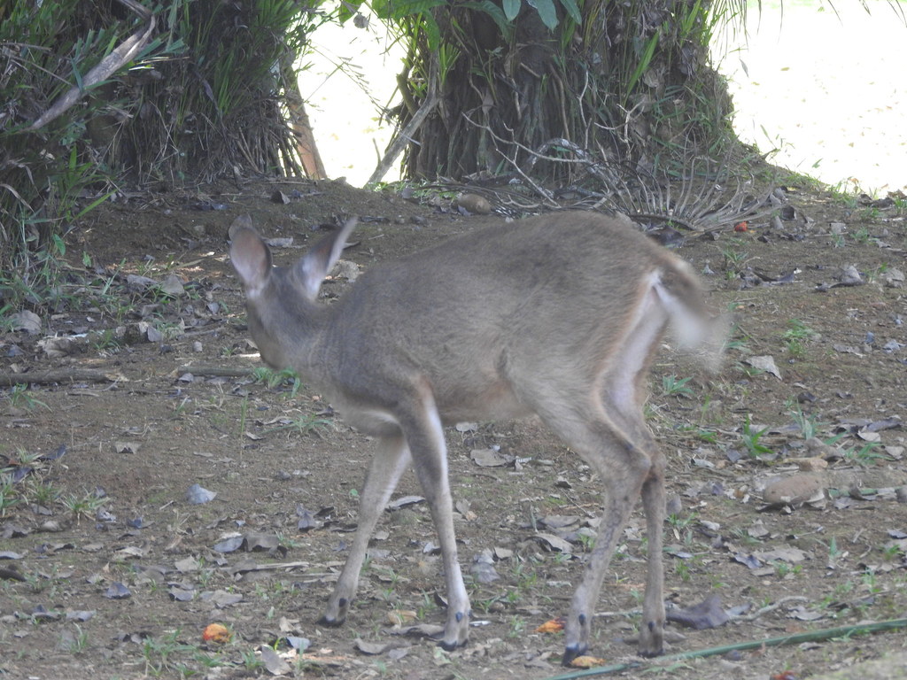 Chiapas White-tailed Deer