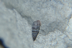 Chondrina