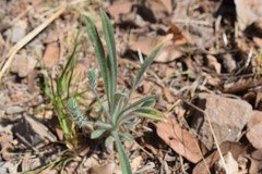 Plantago helleri