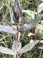 Veronica catenata