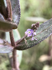Veronica catenata