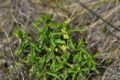 Vincetoxicum hirundinaria adriaticum