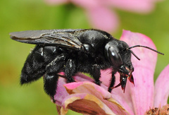Xylocopa cubaecola