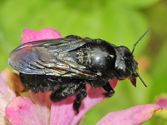 Xylocopa cubaecola