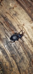 Carabus lefebvrei lefebvrei