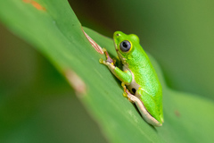 Hyperolius fusciventris