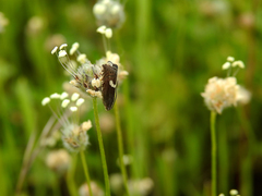 Grapholita lunulana
