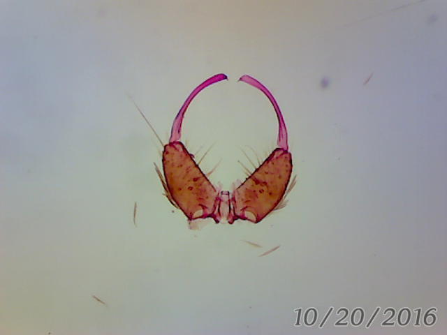 Anopheles gilesi