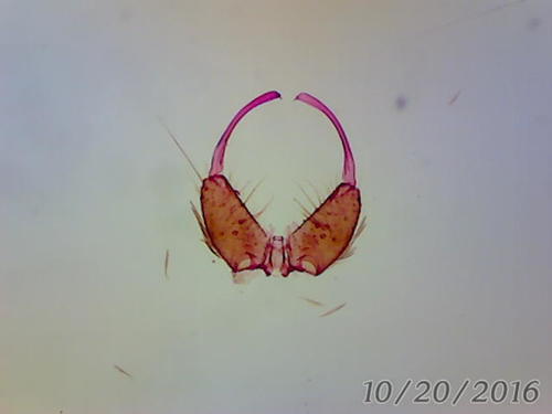 Anopheles gilesi