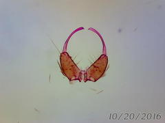 Anopheles gilesi