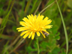 Grapholita lunulana