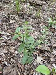 Lithospermum tuberosum