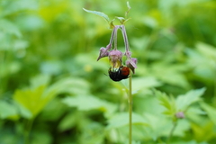 Bombus lapidarius