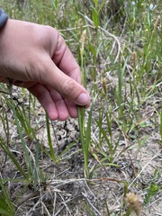 Carex microdonta