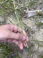 Carex microdonta