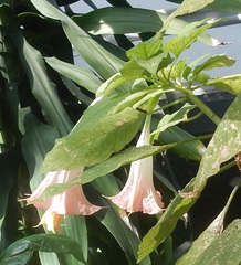 Brugmansia versicolor