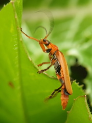 Cantharis melaspoides