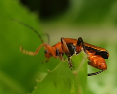 Cantharis melaspoides