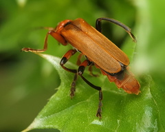 Cantharis melaspoides
