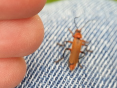 Cantharis melaspoides
