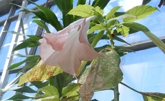 Brugmansia versicolor