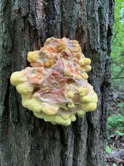 Laetiporus sulphureus