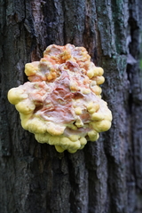 Laetiporus sulphureus