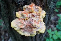 Laetiporus sulphureus