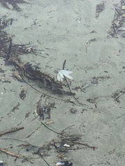 Doryteuthis opalescens