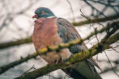 Columba palumbus