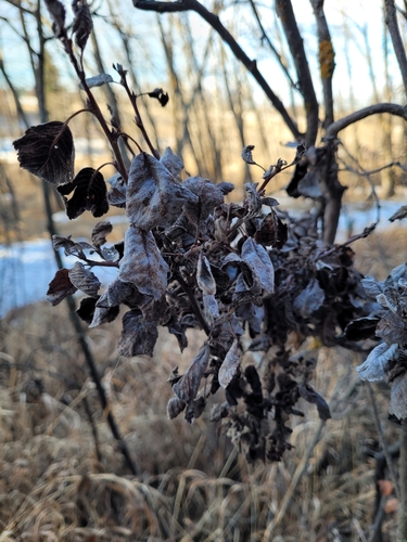 Western Serviceberry winter