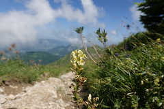Pedicularis ascendens