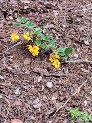 Berberis darwinii