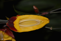 Thunbergia mysorensis