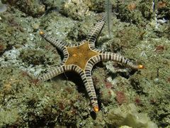 Iconaster longimanus