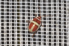 Asphaera discicollis