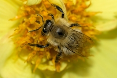 Bombus