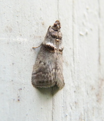 Acrobasis cunulae