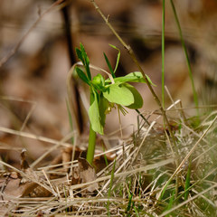 Helleborus odorus