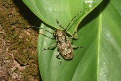 Aegomorphus bivitta